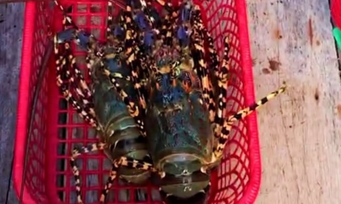 Rock lobsters are renowned for their high economic value. Photo: KS.