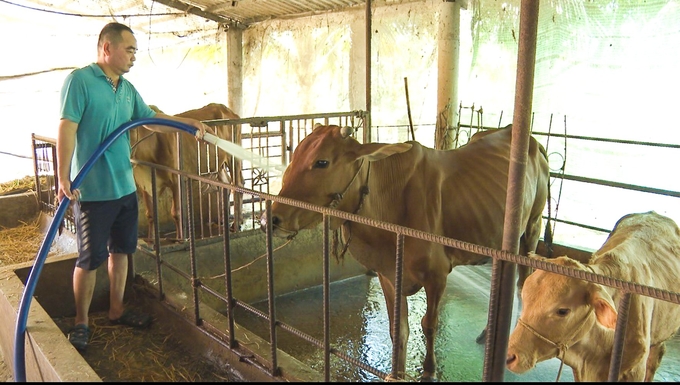 Nhiều biện pháp phòng bệnh viêm da nổi cục được ngành chăn nuôi và thú y tỉnh Sóc Trăng triển khai đồng bộ, đến nay địa phương chưa ghi nhận trường hợp trâu, bò mắc bệnh viêm da nổi cục. Ảnh: Kim Anh.