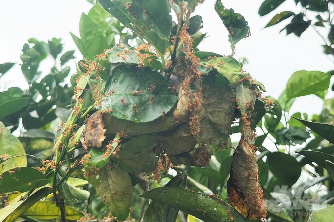 Việc sử dụng thiên địch phòng chống một số sinh vật gây hại trên cây ăn quả có múi là giải pháp kỹ thuật đang được nông dân đánh giá cao. Ảnh: Thanh Nga.