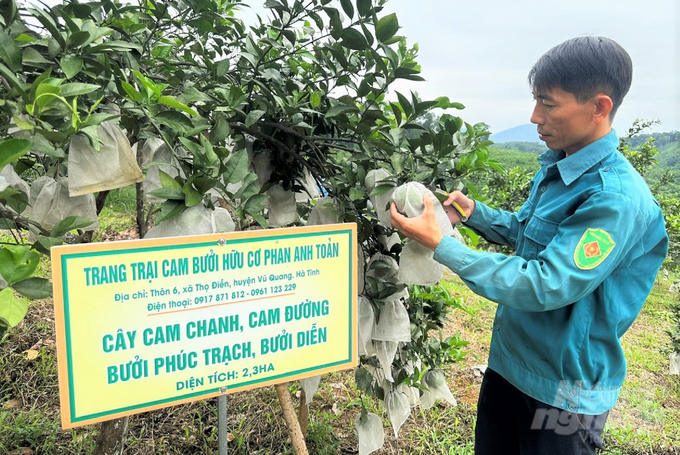 Dự kiến trong tháng 10/2023, sẽ có 7 cơ sở sản xuất cây ăn quả của huyện Vũ Quang được cấp giấy chứng nhận hữu cơ. Ảnh: Thanh Nga.