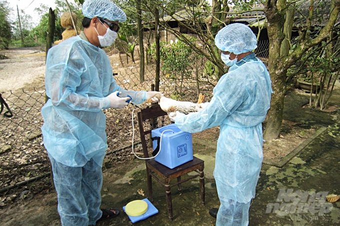 Tỷ lệ tiêm phòng vacxin cho đàn vật nuôi trên địa bàn tỉnh Thừa Thiên - Huế đạt tỷ lệ 80%. Ảnh: CĐ.