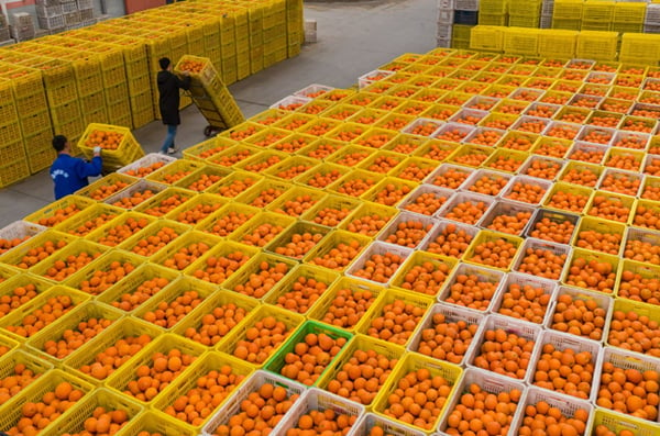 Công nhân vận chuyển quả cam rốn đi làm sạch tại một khu công nghiệp thương mại điện tử ở huyện Tỷ Quy, tỉnh Hồ Bắc, Trung Quốc. Ảnh: Xinhua.