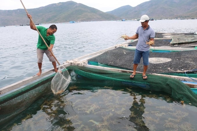 Rock lobster farmers in Van Phong Bay, Van Ninh district, are currently dedicated to nurturing their lobster crop. Photo: Kim So.