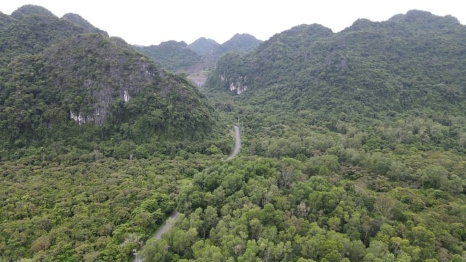 Cat Ba National Park is home to thousands of species of animals and plants classified as endangered and rare. Photo: Dinh Muoi.