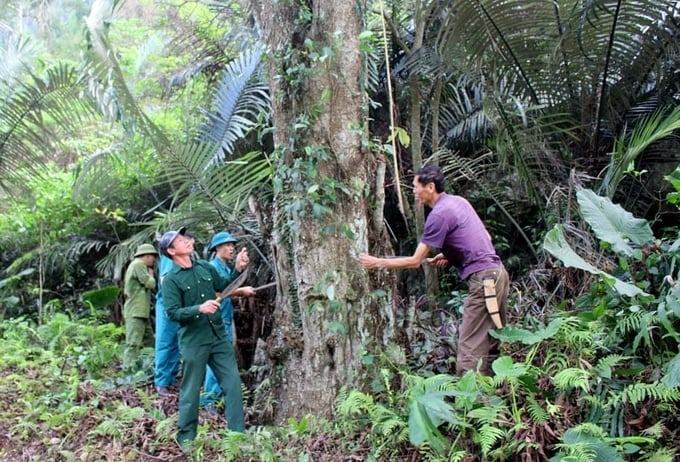 The local community has received support in creating sustainable livelihoods beneath the canopy of the Thanh Sa - Phuong Hoang Nature Reserve to increase their income and enhance their quality of life.