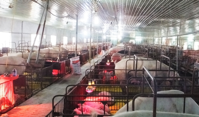 Trang trại của ông Nguyễn Thái Huy từng thả nuôi hết công suất nhưng hơn 4 tháng nay phải treo chuồng vì nuôi lợn càng nhiều, lỗ càng nặng. Ảnh: Thanh Nga.