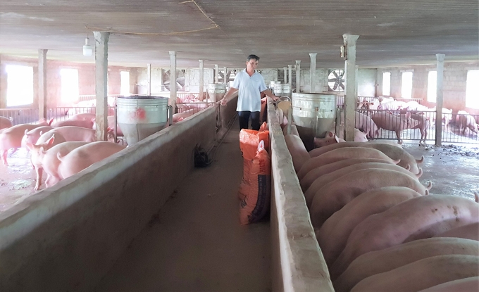 Với giá lợn hơi hiện nay, bán một con lợn thịt 100kg, người nuôi lỗ 700 - 800 ngàn đồng. Ảnh: Thanh Nga.