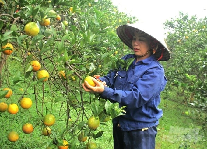 Cao Phong orange-producing cooperatives and households have made clear changes in applying new farming techniques in a safe and organic direction. Photo: Trung Quan.