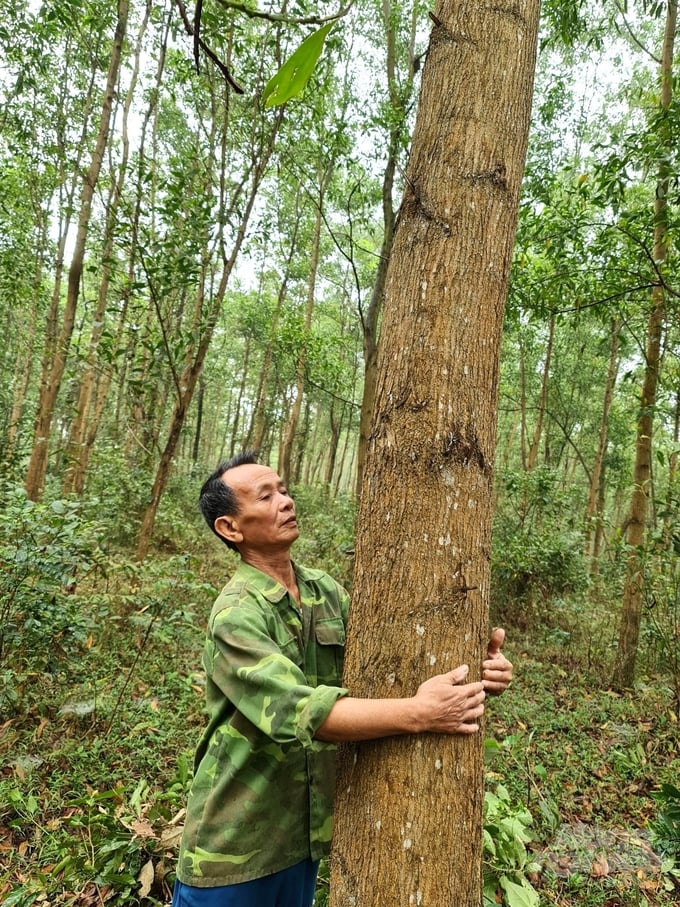 Rừng FSC giúp gia tăng giá trị kinh tế trên đơn vị diện tích rừng trồng. Ảnh: Đào Thanh.