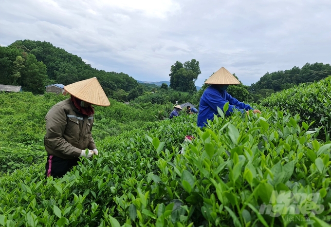 Raw tea area of ​​Thinh An Tea Cooperative, Song Cau town. Photo: Dao Thanh.