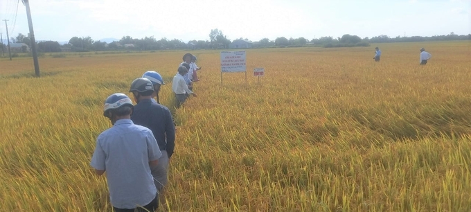 Nông dân tham quan mô hình sản xuất lúa ứng dụng gói kỹ thuật canh tác tổng hợp theo hướng giảm chi phí đầu vào tại xã Tây Bình (huyện Tây Sơn, Bình Định). Ảnh: Đ.T.