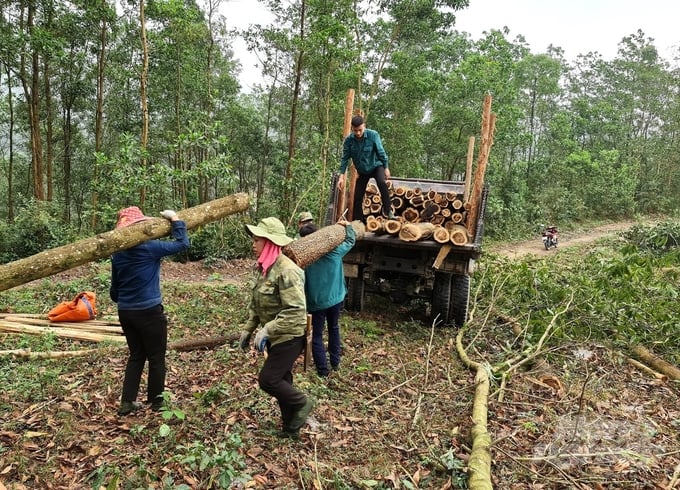 Tuyên Quang đứng thứ 2 cả nước về diện tích rừng FSC. Ảnh: Đào Thanh.