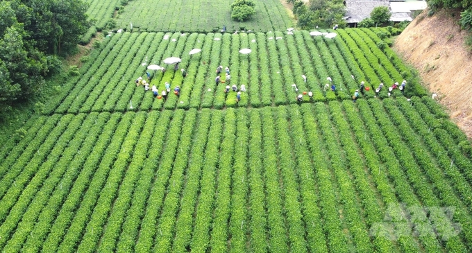 Tea is one of the key crops in economic development in Dong Hy district. Photo: Quang Linh.