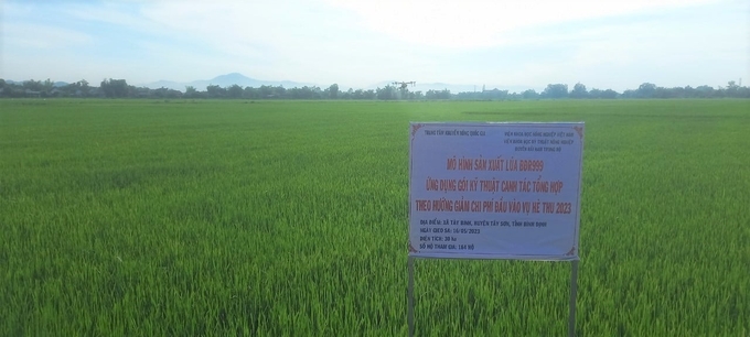 Mô hình áp dụng quy trình kỹ thuật canh tác lúa tiên tiến tại xã Tây Bình (huyện Tây Sơn, Bình Định) lúc lúa còn xanh. Ảnh: Đ.T.