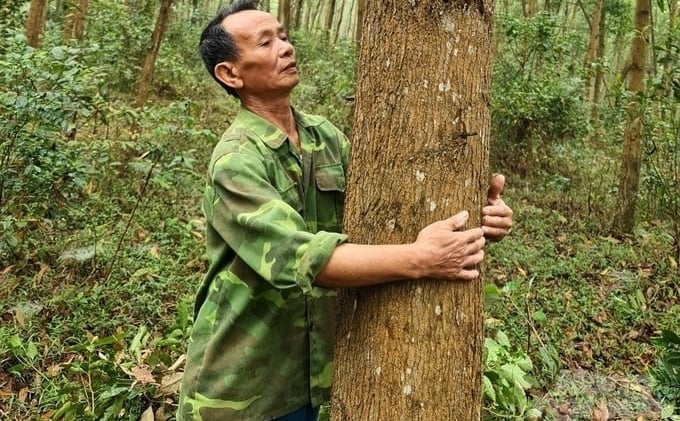 FSC forests help increase economic value per unit of planted forest area. Photo: Dao Thanh.