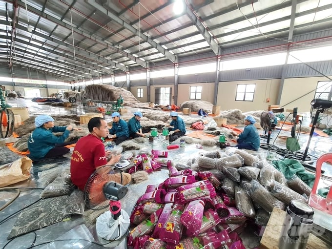 Production and packaging of vermicelli at Viet Cuong Vermicelli Cooperative. Photo: Dao Thanh.