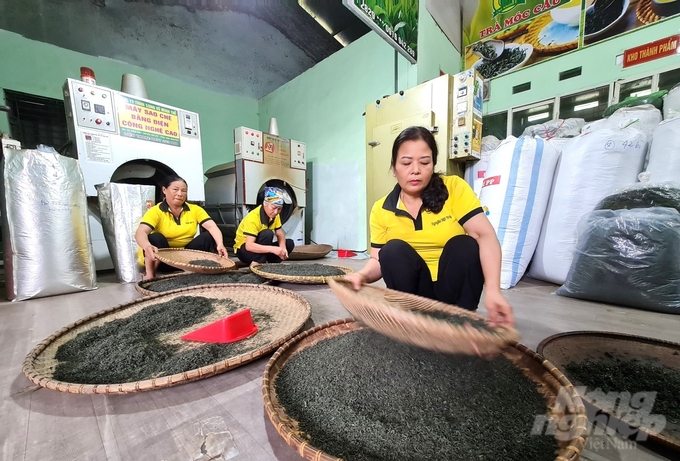 Each member of Nguyen Viet Tea Cooperative has an income from tea of ​​about VND 90 million/year. Photo: Dao Thanh.