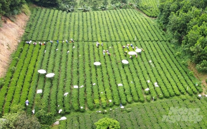 Tea is an outstanding crop of Dong Hy district. Photo: Quang Linh.