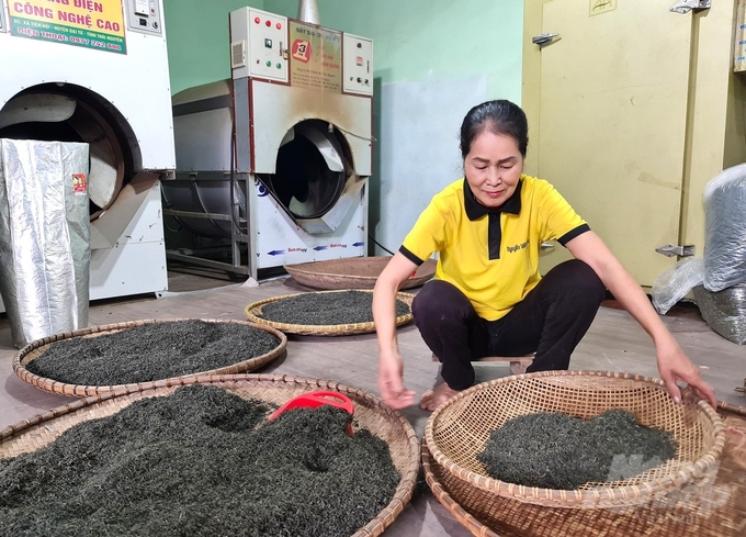 Ms. Uong Thi Lan, the Chairwoman of the Board of Directors and Director of Nguyen Viet Tea Cooperative, is passionate about tea trees in Trai Cai tea area. Photo: Dao Thanh.