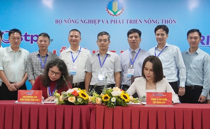 The Research Institute for Aquaculture I (RIA I) and STP Group will coordinate and cooperate in technology transfer for marine aquaculture, reservoir/hydroelectric pond aquaculture, and cage aquaculture on rivers. Photo: Hong Tham.