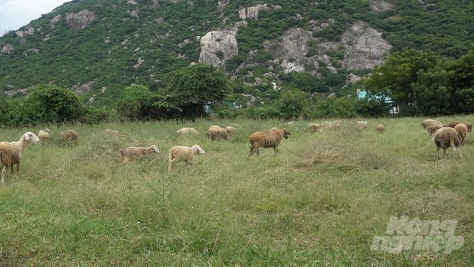 Currently, the majority of Ninh Thuan people raise goats and sheep using extensive semi-grazing methods. Photo: Phuong Chi.