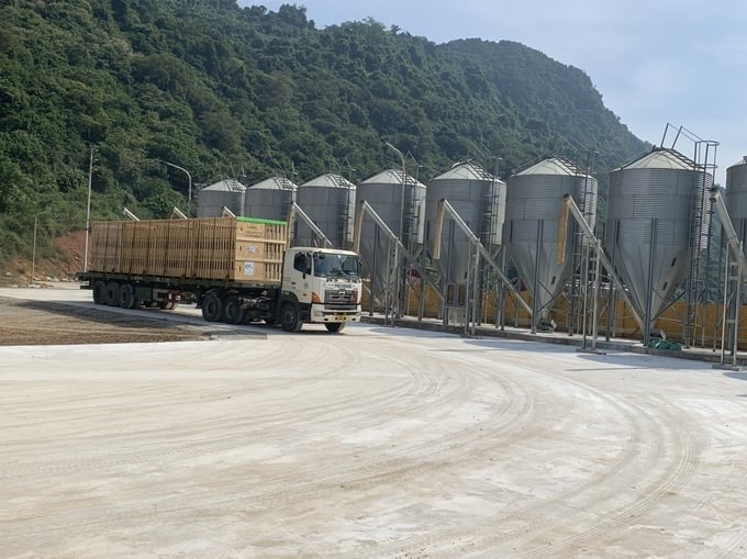 Parent-level pigs of the same breed were brought by Dabaco to the Company's farm in Thach Tuong commune, Thach Thanh district, Thanh Hoa province.