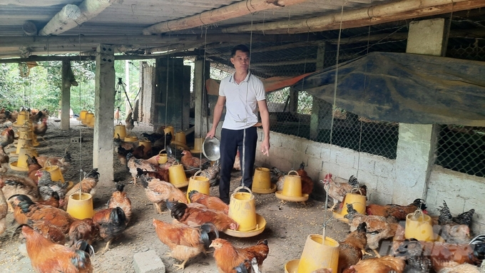 Mô hình chăn nuôi gà Tiên Yên mang lại hiệu quả kinh tế cao của anh Lý Đức Bảo (xã Phong Dụ, huyện Tiên Yên). Ảnh: Nguyễn Thành.