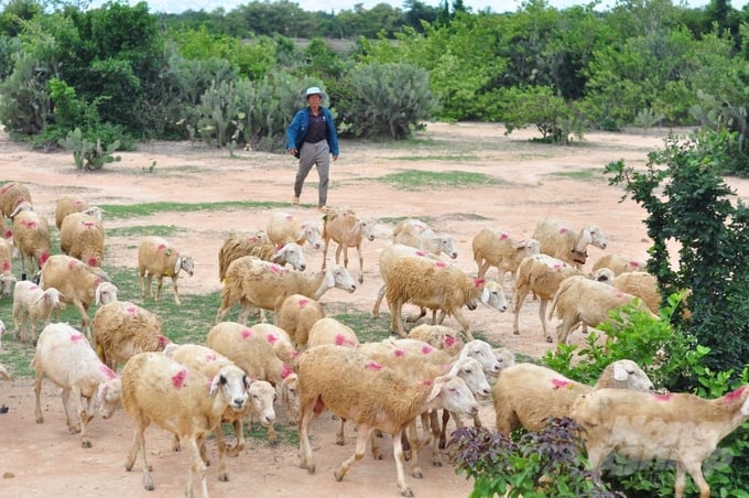 Ninh Thuan is one of the provinces raising the most goats and sheep in our country. Photo: Mai Phuong.