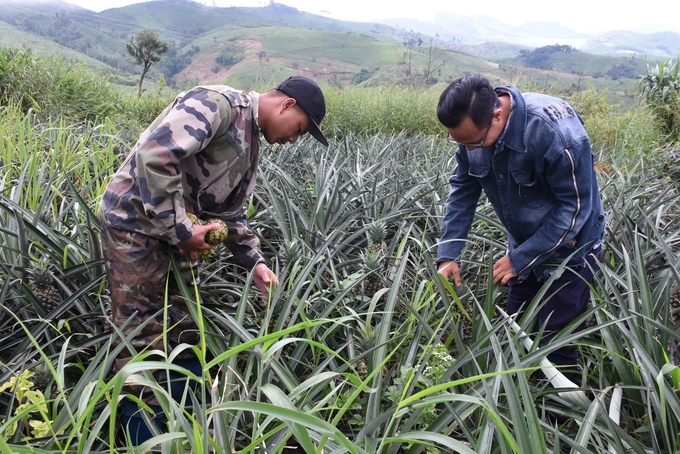 Mô hình trồng dứa rất phù hợp trên vùng đất Tu Mơ Rông. Ảnh: Tuấn Anh.