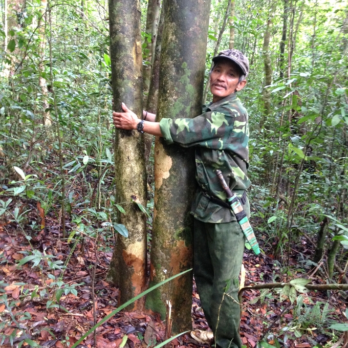 Hiện trong rừng đặc dụng An Toàn có 414 cây chè cổ thụ, trong đó có 137 cây phát triển tốt. Ảnh: V.Đ.T.