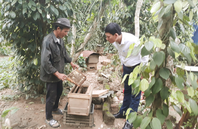 Hướng dẫn kỹ thuật nuôi ong lấy mật ở vùng miền núi huyện Quảng Ninh. Ảnh: T.Đức