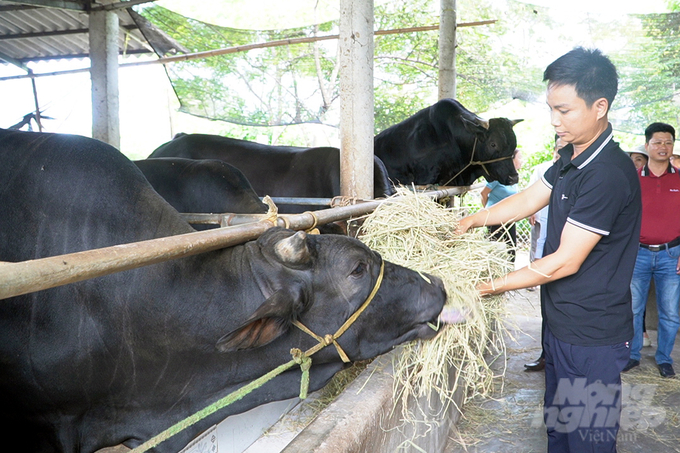 Trong chăn nuôi, chương trình cải tạo đàn bò là một trong những dấu ấn quan trọng của Khuyến nông Việt Nam. Ảnh: Tư liệu.