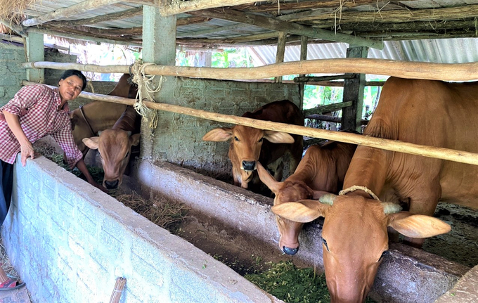 Hộ nghèo ở huyện Tuyển Hóa được hỗ trợ vay vốn phát triển chăn nuôi bò mang lại thu nhập cao. Ảnh: H.Phương