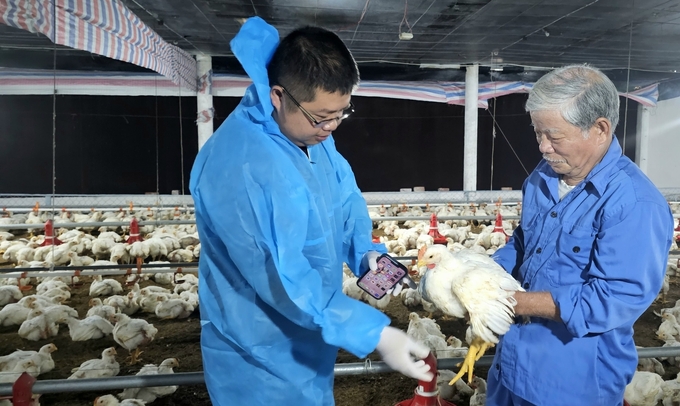 Một trang trại nuôi gà ở huyện Cam Lâm, tỉnh Khánh Hòa. Ảnh: Kim Sơ.
