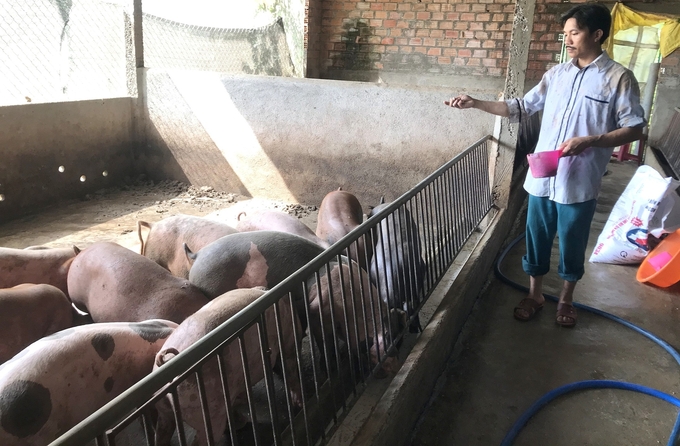 Anh Nguyễn Văn Bình, người có gần 15 năm trong nghề nuôi heo ở xã Ân Đức (huyện Hoài Ân, Bình Định) vừa bán 20 con heo giá 46.000đ/kg hơi, bị lỗ 100.000đ/kg. Ảnh: V.Đ.T.