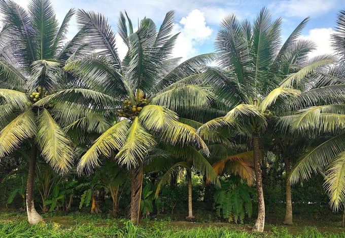 Bến Tre có diện tích dừa uống nước lớn nhất cả nước với gần 16.000ha. Ảnh: Minh Đảm.