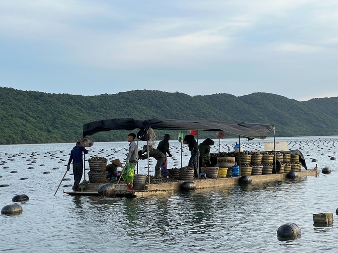 Sự chuyển dịch lao động ảnh hưởng lớn đến ngành thủy sản Quảng Ninh. Ảnh: Nguyễn Thành.
