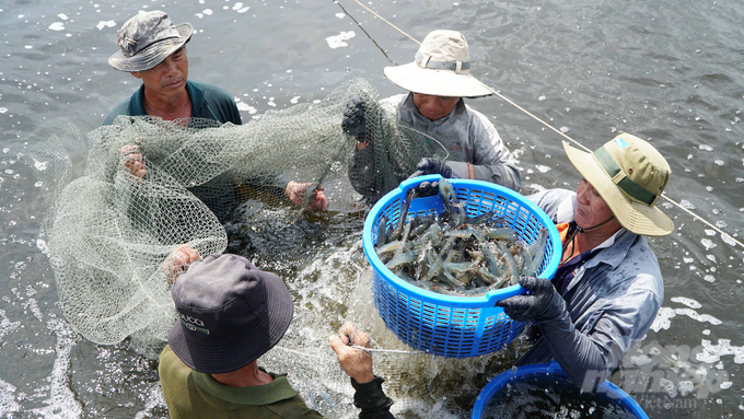 Nhiều người dân tại huyện Nhơn Trạch đang giàu lên nhờ nuôi tôm thẻ chân trắng ứng dụng công nghệ cao. Ảnh: Lê Bình.