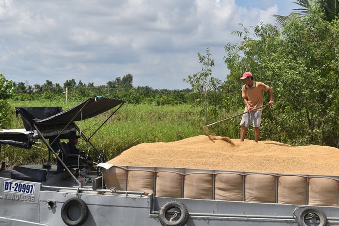 Một thương lái thu mua lúa tại huyện Vũng Liêm, tỉnh Vĩnh Long. nong duoc viet nam