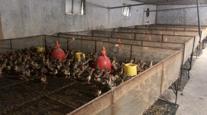 Một cơ sở nuôi gà gột nhập giống không rõ nguồn gốc tại huyện Ninh Giang, Thành phố Hải Dương. Ảnh: Thảo Phương