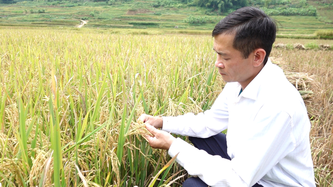 Ông Cà Trung Hòa, Phó Chủ tịch UBND xã Chiềng Cọ kiểm tra tình hình sâu bệnh hại trên cánh đồng sử dụng chế phẩm Emuniv chuẩn bị thu hoạch. Ảnh: Quang Linh.