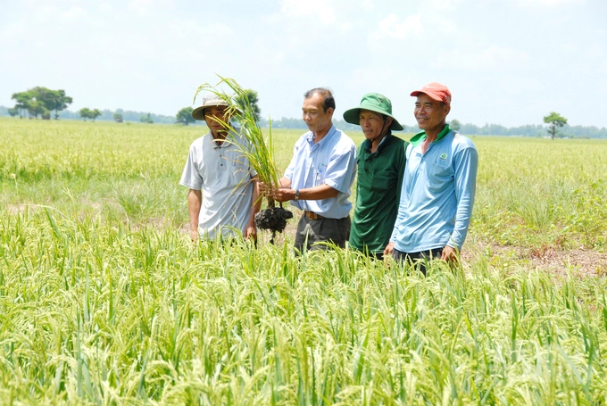 Những tiến bộ kỹ thuật trong canh tác lúa đã được lực lượng khuyến nông chuyển giao tới nông dân để lan tỏa nhanh ra sản xuất. Ảnh: Lê Hoàng Vũ.