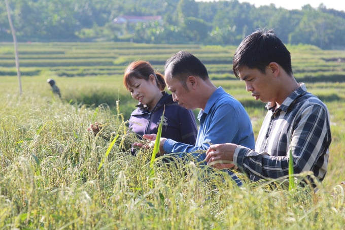 Xã Quy Mông đã thành lập HTX lúa nếp đen đặc sản, sản phẩm gạo nếp đạt tiêu chuẩn OCOP 3 sao. Ảnh: Thanh Tiến.