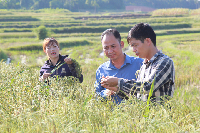 Diện tích lúa nếp đen đặc sản đang ngày càng được mở rộng ở xã Quy Mông, huyện Trấn Yên. nong duoc viet nam