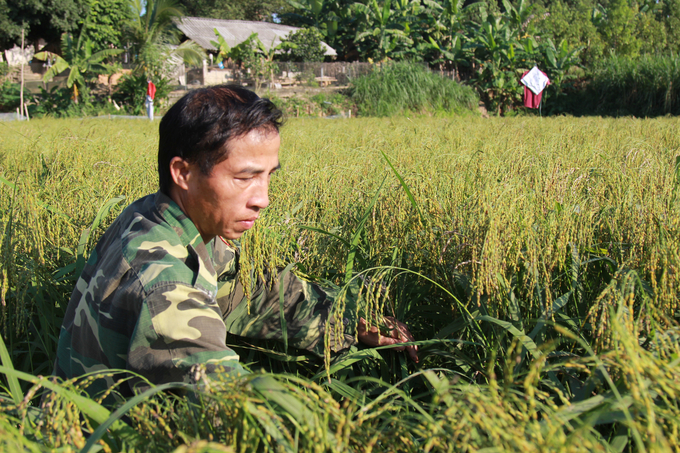 Lúa nếp đen bản địa của người Mường có thời gian sinh trưởng 5 tháng nên thường thu hoạch muộn hơn so với các giống lúa khác gần 1 tháng. Ảnh: Thanh Tiến.