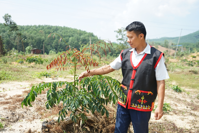 Giai đoạn 2020-2023, toàn huyện Ba Chẽ trồng mới gần 11.000ha rừng, trong đó, trồng rừng gỗ lớn đạt 2.300ha, trồng cây dược liệu đạt 106ha. Ảnh: Nguyễn Thành.