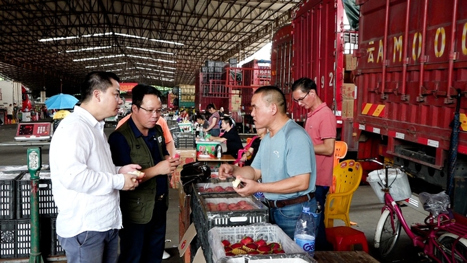Tập đoàn Mega A đang khảo sát các sản phẩm nông sản bên thị trường Trung Quốc. Ảnh: TL.