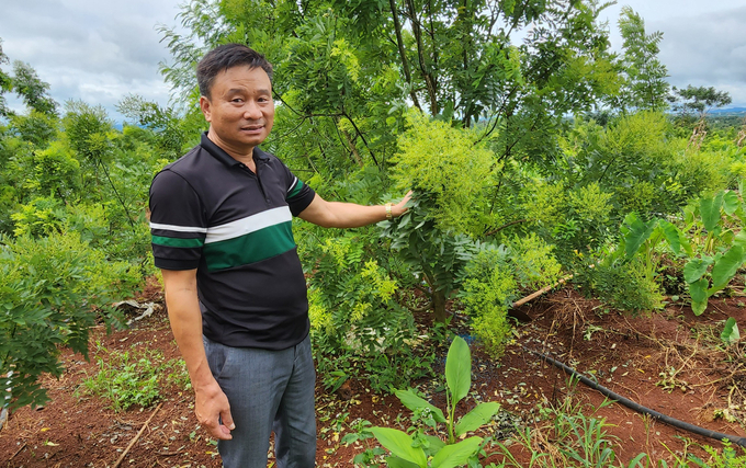 Ông Đào Tiến Tình bên trang trại hoa hòe tại huyện Chư Sê. Ảnh: Tuấn Anh.