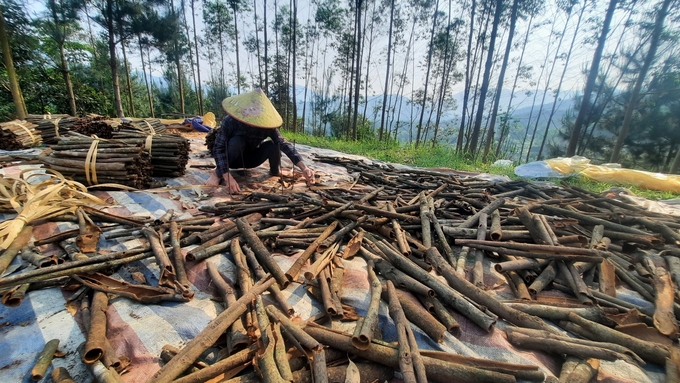 Người dân huyện Bình Liêu (Quảng Ninh) thu hoạch vỏ quế. Ảnh: Nguyễn Thành.