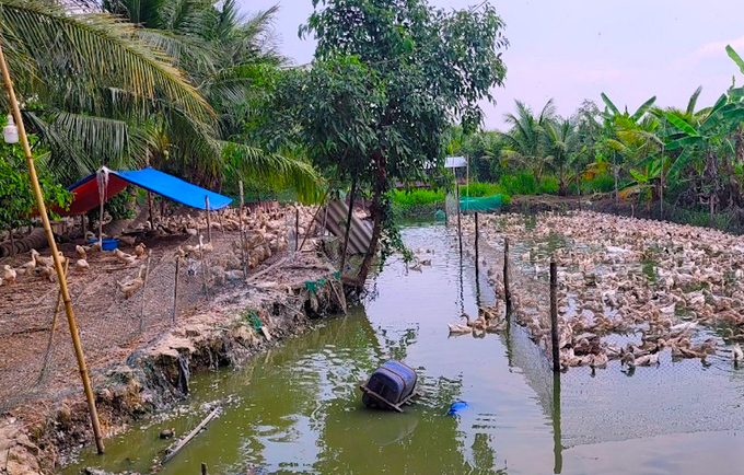 Mô hình nuôi vịt chuyên trứng 'nhốt rọ' do Trung tâm Khuyến nông tỉnh Vĩnh Long hỗ trợ. Ảnh: Minh Đảm.